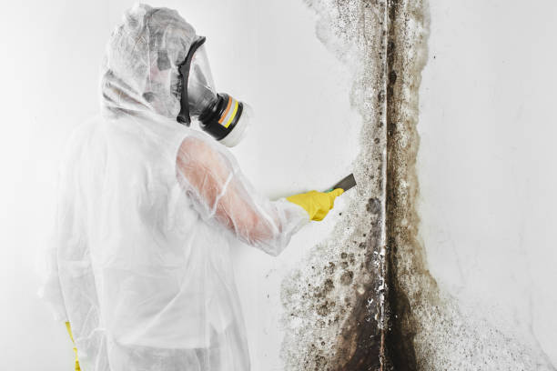 Best Certified Mold Removal  in Newville, PA