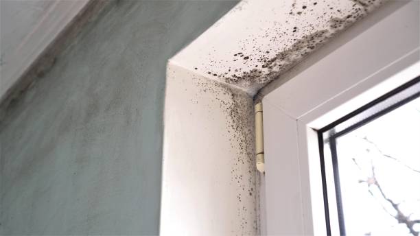Office Mold Removal Services in Newville, PA