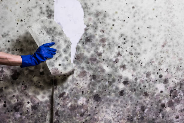 Best Toxic Mold Removal  in Newville, PA