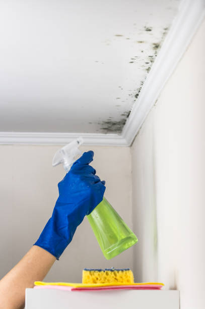 Best Fast Mold Removal  in Newville, PA