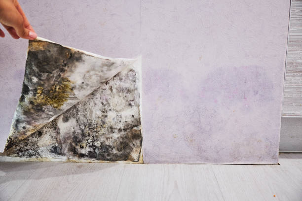 Best Residential Mold Removal  in Newville, PA